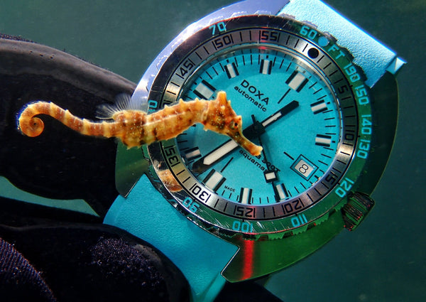 Admiring the Beauty Beneath the Sea - DOXA Watches US