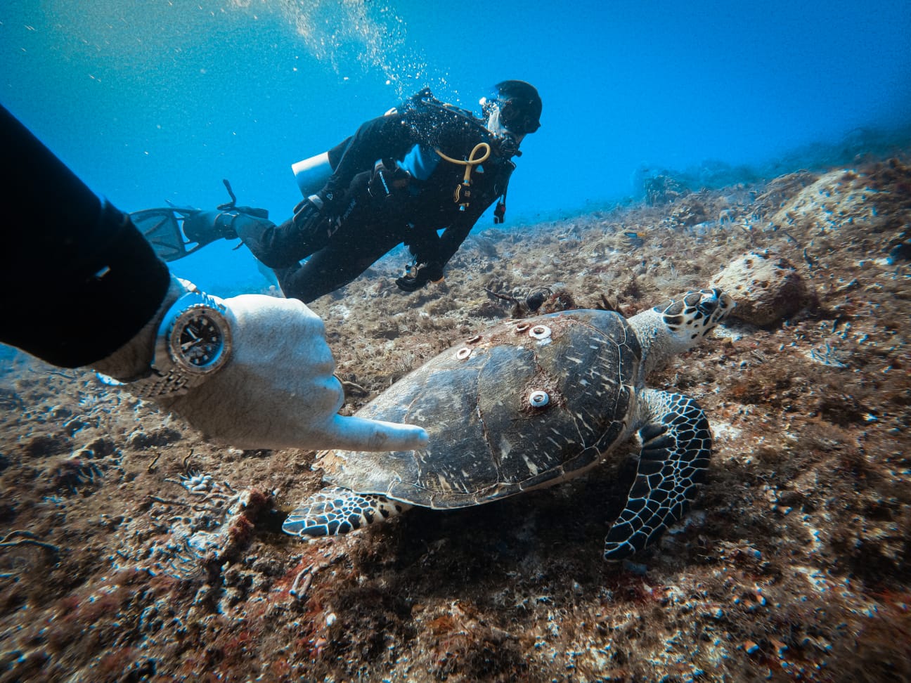 Danger at Depth: Bob Collins' Guide to Safe Diving Practices - DOXA Watches US